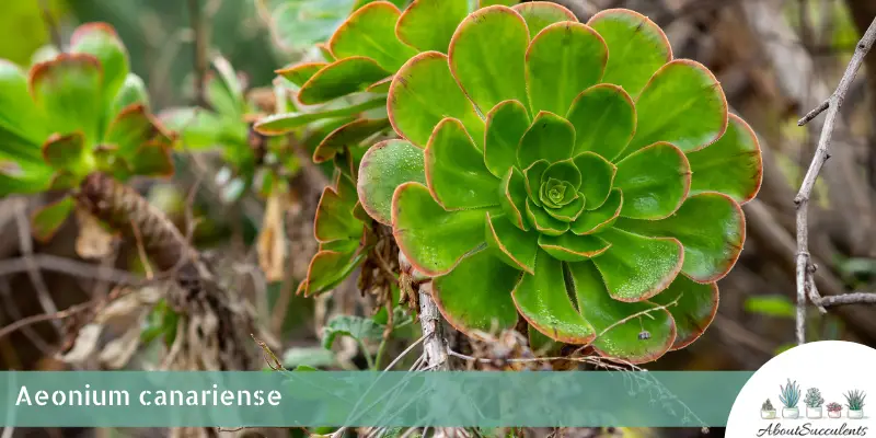 Aeonium canariense