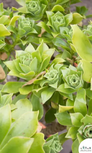 Aeonium canariense care