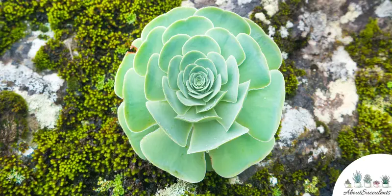 Aeonium canariense plant