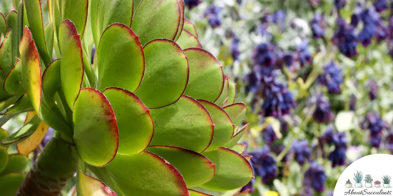 Aeonium canariense succulent