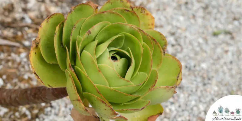 Aeonium urbicum care