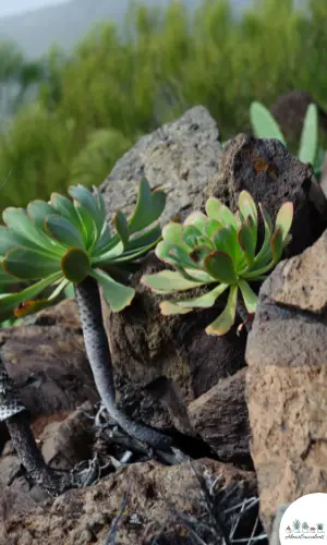 Aeonium urbicum plant