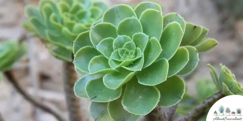 Aeonium urbicum succulent