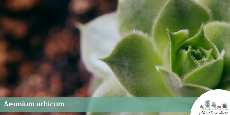 Aeonium urbicum