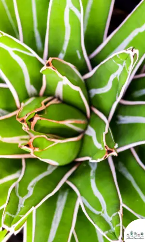 Agave victoriae-reginae care