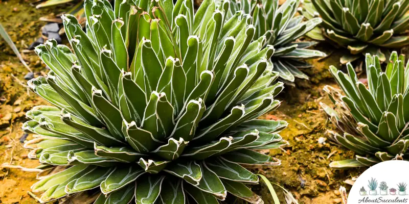 Agave victoriae-reginae succulent