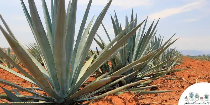 Agave