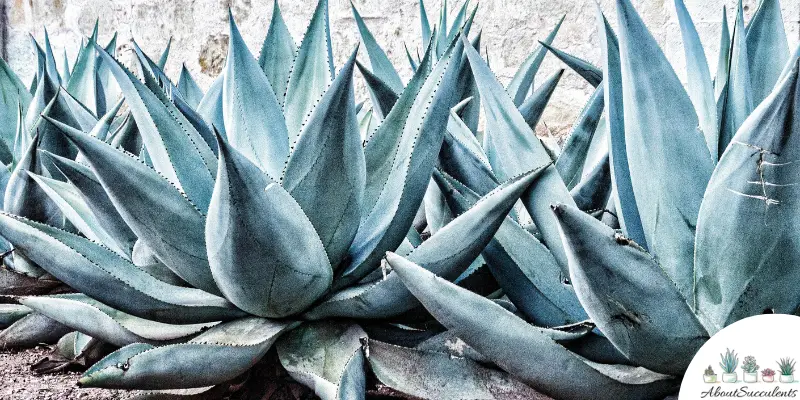 Agaves