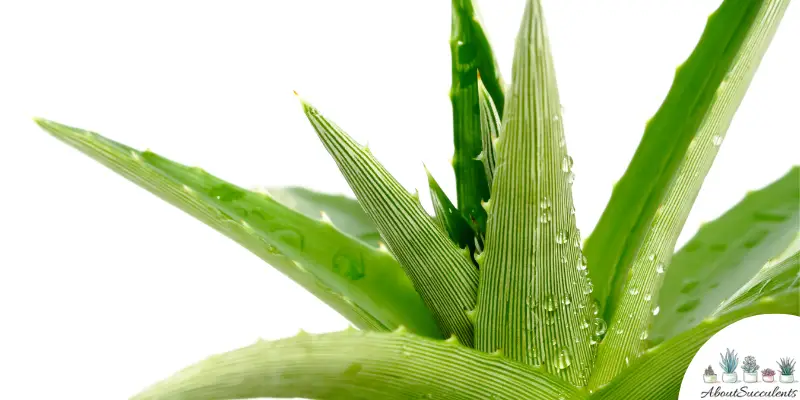 Aloe