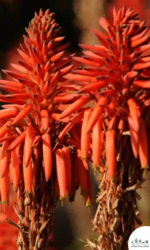 Aloe arborescens care