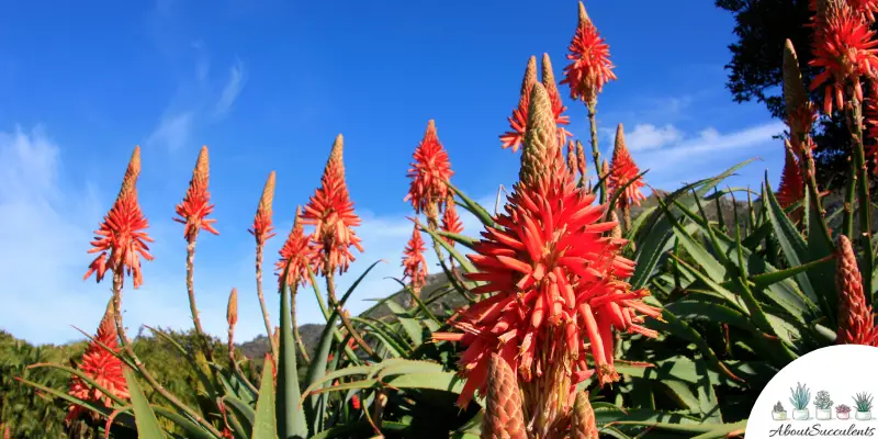 Aloe arborescens plant