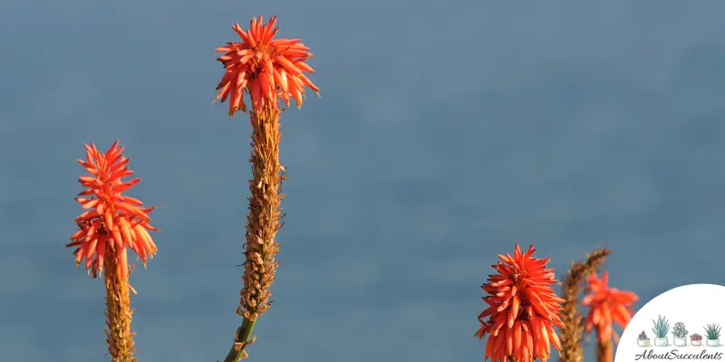 Aloe arborescens succulent