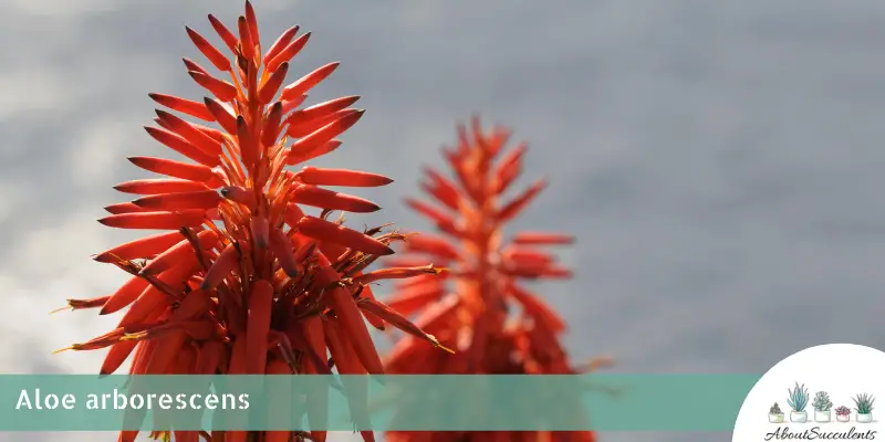 Aloe arborescens