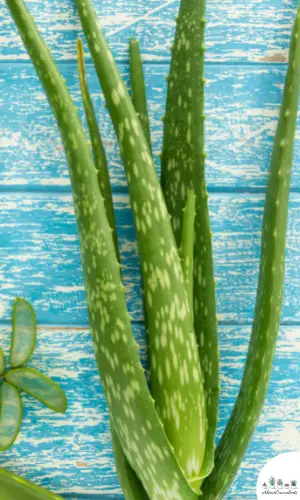 Aloe buhrii care