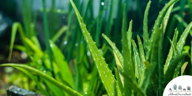 Aloe buhrii plant