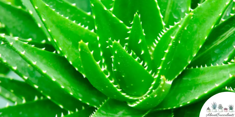 Aloe buhrii succulent
