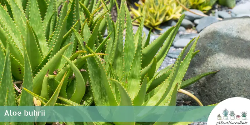 Aloe buhrii