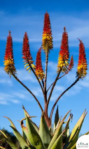 Aloe ferox care