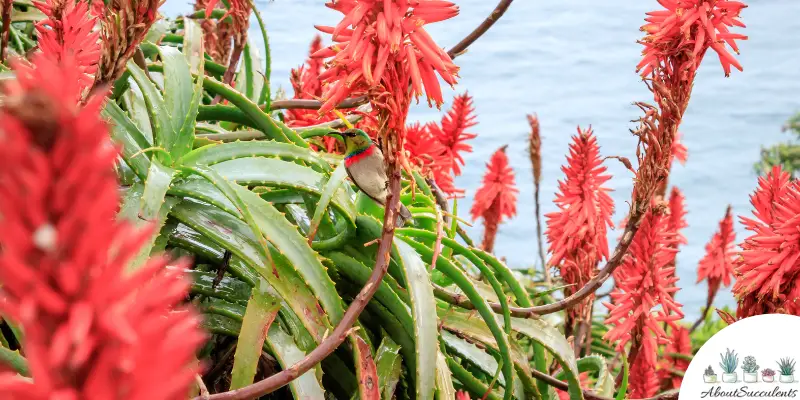 Aloe ferox plant