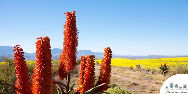 Aloe ferox succulent