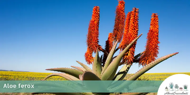 Aloe ferox