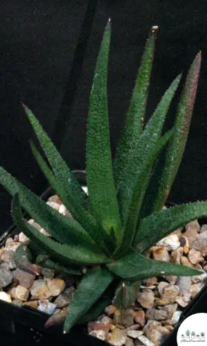 Aloe ‘Black Beauty’ succulent