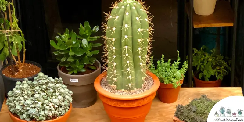 Are succulents the same as cactus? 