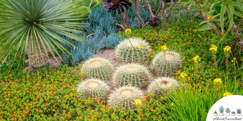 Best Types Of Outdoor Succulents