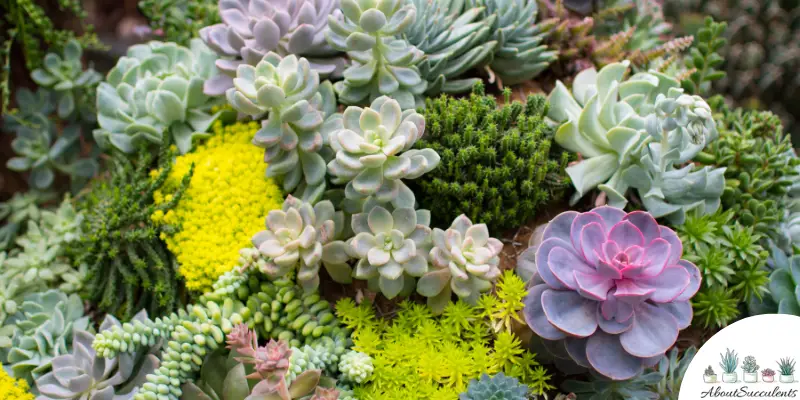 Best Types Of Small Succulents