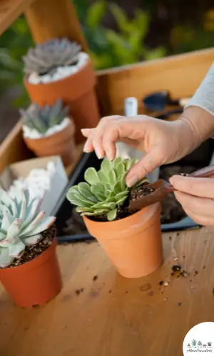 Best time to repot succulents