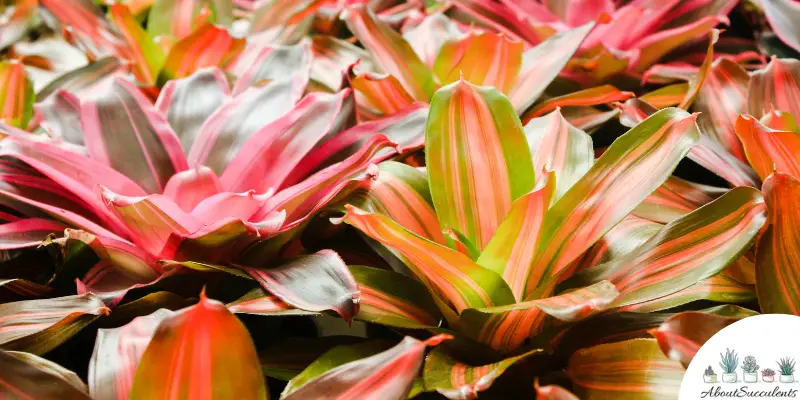 Bromeliad