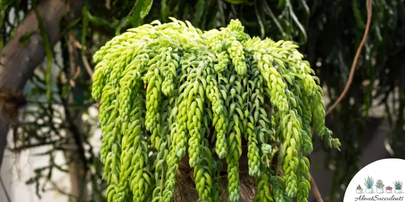 Burro’s Tail