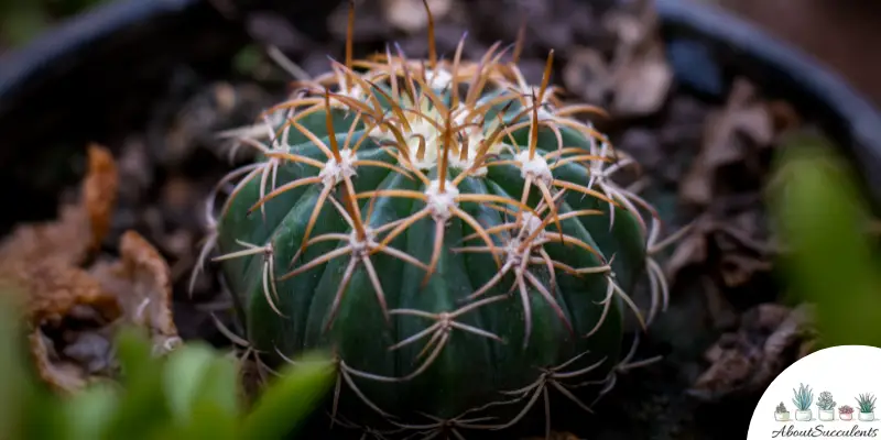 Cactaceae