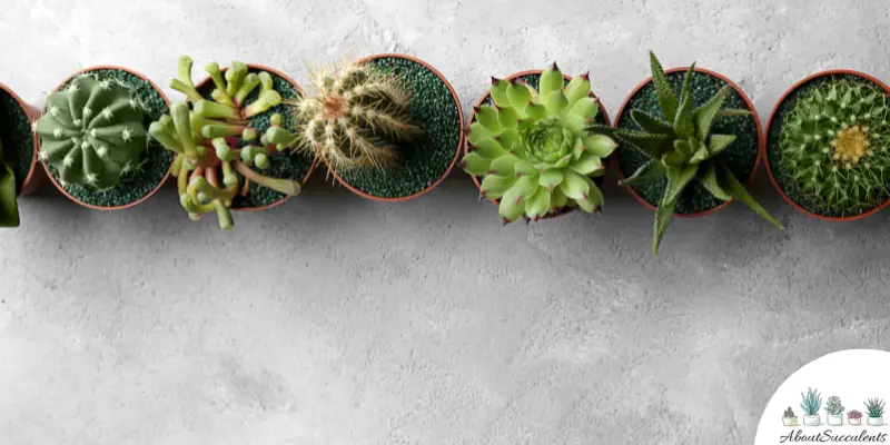Can you put succulents and cacti together?
