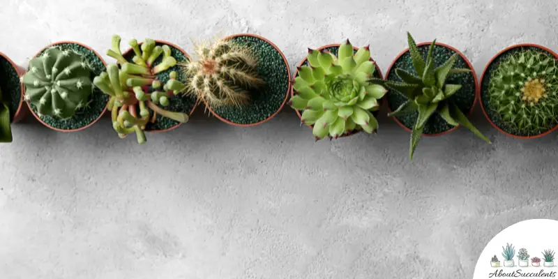 Can you put succulents and cacti together?