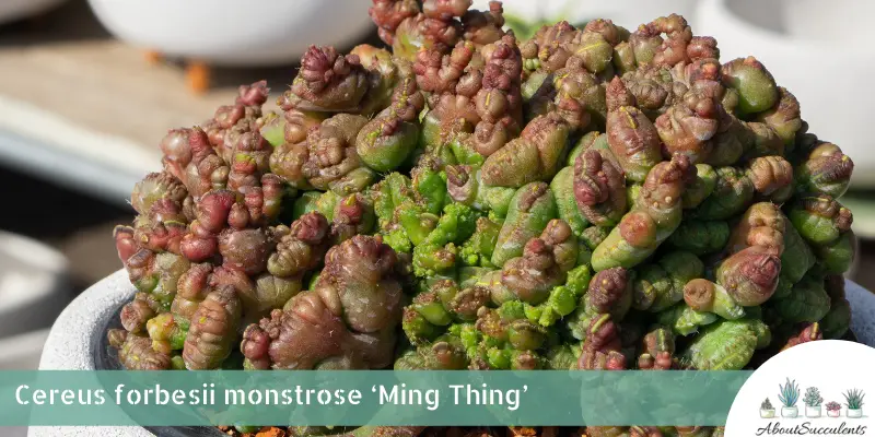Cereus forbesii monstrose ‘Ming Thing’