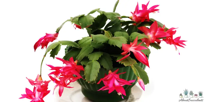 Christmas Cactus