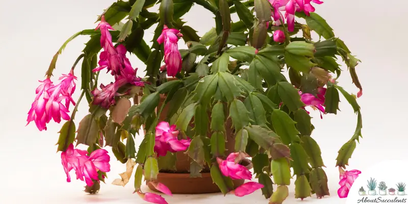 Christmas Cactus