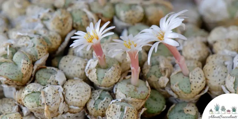 Conophytum calculus