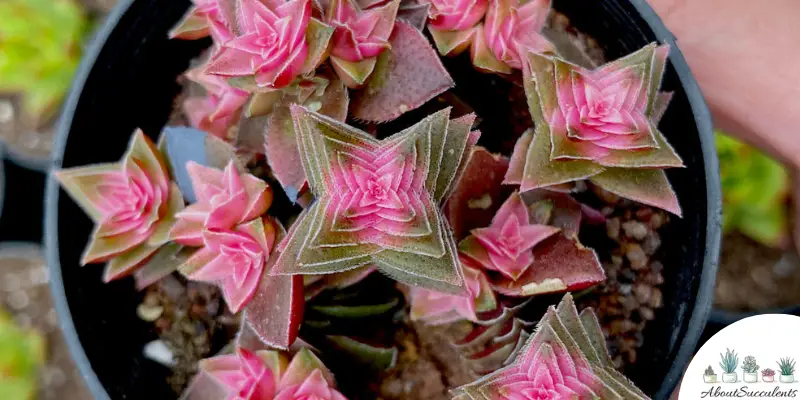 Crassula Capitella Thyrsiflora