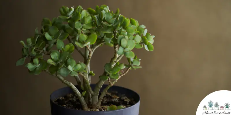 Crassula Ovata