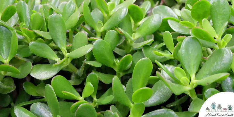 Crassula mesembryanthemoides plant