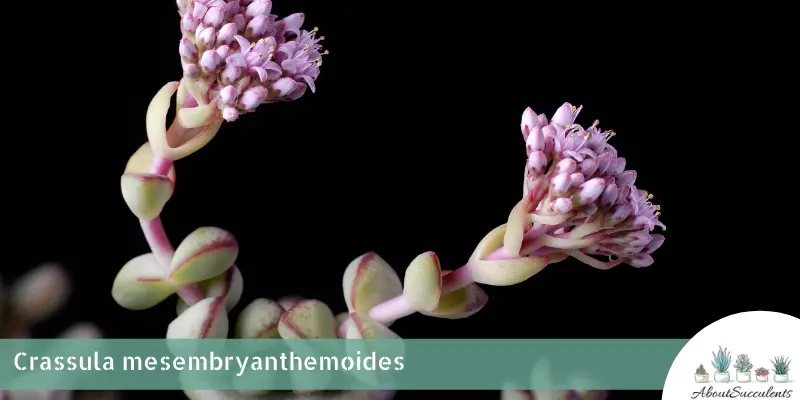 Crassula mesembryanthemoides