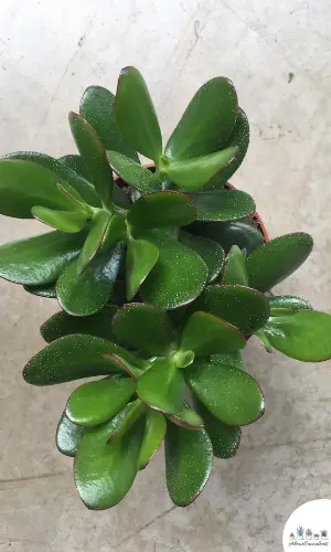 Crassula rupestris plant