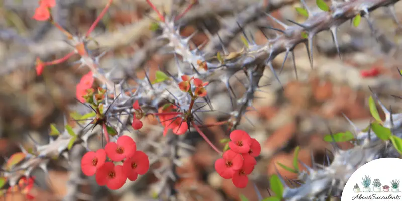 Crown of Thorns