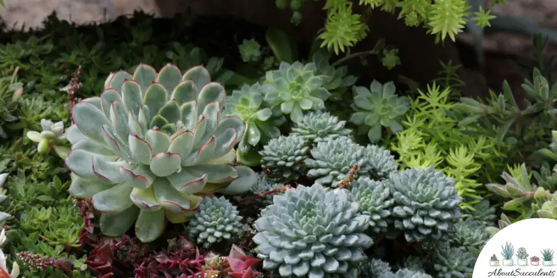 Design For Succulents In A Garden