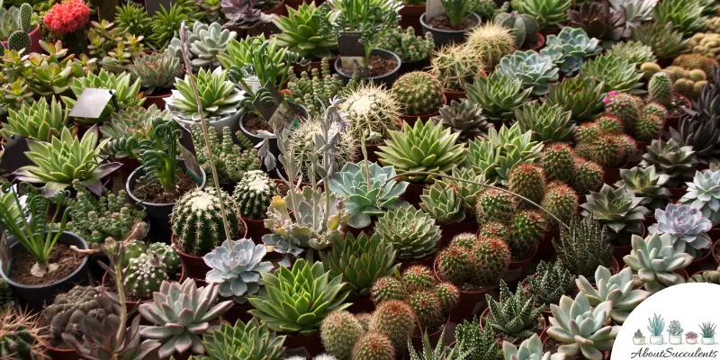 What Are The Differences Between Succulents and Cacti