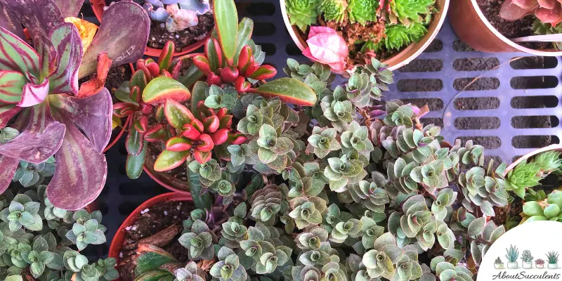 Do Succulents Need Sun?