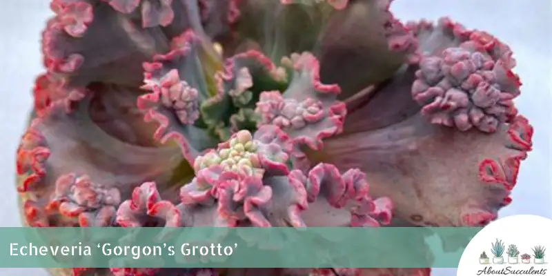 ECHEVERIA 'GORGON'S GROTTO' 10 Pcs Seeds – African Seeds