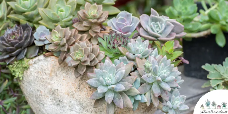 Echeveria Afterglow